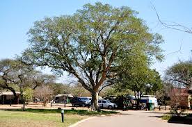 Image result for Ficus sycomorus