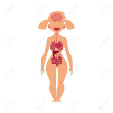 Educational Anatomy Chart Infographics Of Human Internal Organs