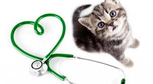 Because pets are family too!. Pet Health Information Sdcvma