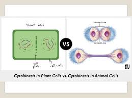 Check spelling or type a new query. The Cell Cycle And Division 3 1 Cell