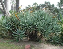 Image result for Aloe carnea