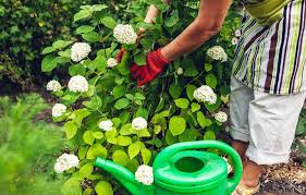 Die hortensie gehört jedoch zu den sträuchern, die ihre anlagen für die schönen blütenbälle bereits herbst bilden. Hortensien Pflegen 4 Tipps Zum Schneiden Giessen Dungen Farben