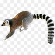 The fact that you are seeing this page indicates that the website you. Tropical Rainforest Animals Png Transparent Png 920x593 6516492 Pngfind