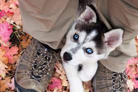 Siberian husky puppies for sale price and cost of raising a husky. How Much Do Husky Puppies Cost Tips For Buying What To Expect