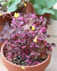 While oxalis triangularis, or false shamrock. Pin On Aa Suculentas