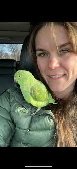 Lost blue and gold macaw in Panama City Beach