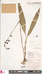 Image result for Oeceoclades saundersiana