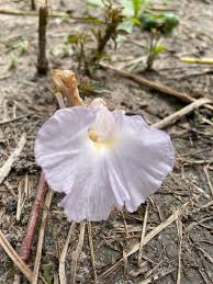 Image result for Nephrangis filiformis