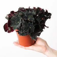Image result for Begonia fusialata