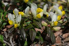 Image result for Polygala arenaria