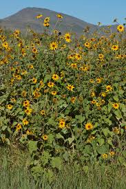 Image result for Tithonia tubaeformis