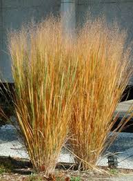 Check spelling or type a new query. 49 Best Ornamental Grasses For Zone 4 Ideas Ornamental Grasses Plants Grass