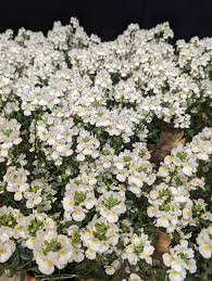 Image result for Nemesia fruticans