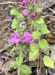 Image result for Clinopodium simense