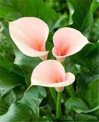 100 Pcs Calla Lily Bonsai Imported From Holland Flower Lily Palnts Rare Plants Flowers Home Gardening Diy Garde Most Beautiful Flowers Lily Flower Calla Lily