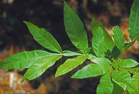 Image result for Sapindus saponaria