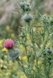 Image result for Cirsium  buchwaldii