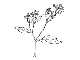 White snakeroot is a native plant that is responsible for killing thousands of people in the midwest and eastern united states in the 18th and 19th centuries. Ageratina Altissima White Snakeroot Npin