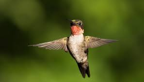Some Of The Pros Of Using Micro Four Thirds Cameras For Wildlife Photography Olympus Camera Photography Digital Photography Lessons Olympus Camera