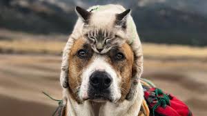 Allow the shampoo to sit on the dog's skin for 10 to 15 minutes. Henry And Baloo Dog And Cat Travel Companions Gain Cult Following Bbc News