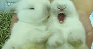 Please use karma decay to see if your gif has already been submitted. 40 Great Happy Easter Gif