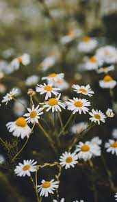 Daisies Wild Flowers Summer Wallpaper Iphone Wallpaper Iphone Background Daisy Wild Flower Sunflower Wallpaper Iphone Background Iphone Wallpaper Images