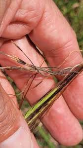 Image result for Heteropogon contortus