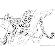 Check spelling or type a new query. Cheetah Sleeping Coloring Page For Kids Free Cheetah Printable Coloring Pages Online For Kids Coloringpages101 Com Coloring Pages For Kids