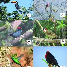 Perfil oficial do ator lima duarte marcia@inaproducoes.com.br. Pdf Riqueza E Composicao De Aves Em Lima Duarte E Bom Jardim De Minas Minas Gerais Brasil