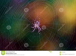 Fall Spider Web Stock Image Image Of Insect Fall Common