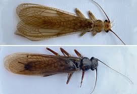 Image result for Perlidae