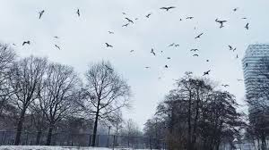 Voor het eerst dit winterseizoen is nederland lokaal een beetje wit gekleurd. Zlvp92zc0virqm