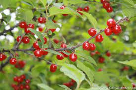 This small tree grows to 8 to 10 feet in usda plant hardiness zones 3 to 6. Red Berries Edible Or Not Edible Gettystewart Com