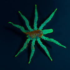 Image result for Pycnosphaera