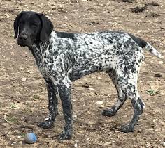 Black And White German Shorthaired Pointer Puppy 5 Month Old Cole Black A White Gsp German Shorthaired Pointer Dog German Shorthaired Pointer German Shorthair