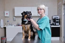 Proudly owned and operated by veterinary pet centers, inc. 10 Best Veterinary Hospitals In Hyderabad Govt Pvt