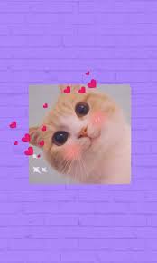 Gatito En Fondo Aesthetic Fondo Gatito Imagenes De Gatos
