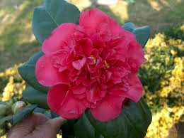 Cama C Lias Flavius Viveiros Flores Viveiro