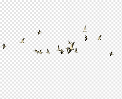 Pngkit selects 2851 hd birding png images for free download. Group Of Birds Flying Bird Migration Poster Flying The Bird Insects Love Birds Bird Cage Png Pngwing