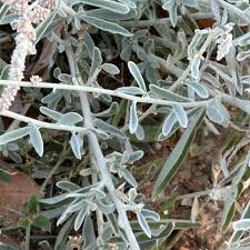Image result for Aerva javanica