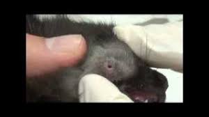 Image result for cuterebriasis in dogs