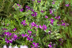 Image result for Polygala filicaulis