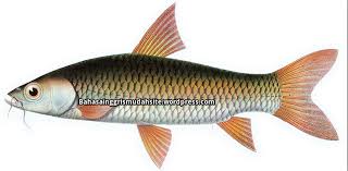 Untuk berfoto dengan latar tugu ikan jelawat. The Descriptive Text Of Mad Barb Fish Leptobarbus Hoeveni Full Description Of Mad Barb Fish Habitat Of Mad Barb Fish Food Of Mad Barb Fish Breed Of Mad Barb Fish Features Of Mad