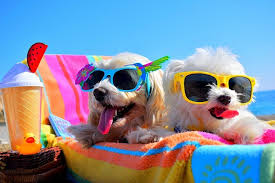 Now people come up with other explanations for why they're called the 'dog days' of summer, like this is when dogs can go crazy, said anne curzan, an english professor at the university of. Dog Days Of Summer Keep Your Hair Hydrated At K Bella