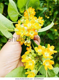 Image result for Telosma