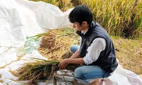 Kini, panen padi hanyalah kegembiraan sejenak melihat padi yang menguning dan masak. Petani Padi Muba Mumet Harga Merosot Saat Panen