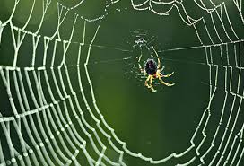 It might irritate your skin, but it will. Spider Bites Pictures To Identify Spiders And Their Bites