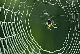 Black widows shun human contact yet hide in places with lots of them. Spider Bites Pictures To Identify Spiders And Their Bites