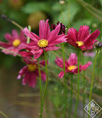 Just make sure that you take care of your plants and enjoy them while they last. Ten More Easy Flowers To Grow In Oklahoma Red Dirt Ramblings