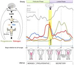 Progestogen Hypersensitivity Heterogeneous Manifestations With A Common Trigger The Journal Of Allergy And Clinical Immunology In Practice